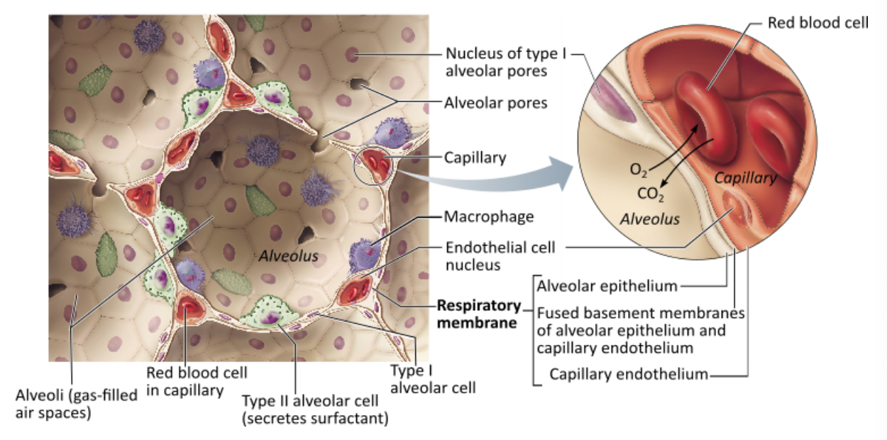 <p><span>Which of these cells would be most effective in the disposal of inspired microorganisms that may enter the alveoli?</span></p><table style="min-width: 25px;"><colgroup><col style="min-width: 25px;"></colgroup><tbody><tr><td colspan="1" rowspan="1" style="margin: 0px; padding: 0.3em; position: relative;"><p>type II alveolar cells &nbsp; &nbsp; &nbsp; &nbsp;</p></td></tr><tr><td colspan="1" rowspan="1" style="margin: 0px; padding: 0.3em; position: relative;"><p>lymphocytes in blood circulating through the lungs &nbsp; &nbsp; &nbsp; &nbsp;</p></td></tr><tr><td colspan="1" rowspan="1" style="margin: 0px; padding: 0.3em; position: relative;"><p>alveolar macrophages &nbsp; &nbsp; &nbsp; &nbsp;</p></td></tr><tr><td colspan="1" rowspan="1" style="margin: 0px; padding: 0.3em; position: relative;"><p>type I alveolar cells</p></td></tr></tbody></table><p></p>