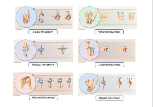 <p><u>axis of motion: the movements of diarthrotic joints are divided along the three planes: frontal, transverse, and sagittal</u></p><ul><li><p><strong>non-axial motion</strong>: LINEAR movements where bones SLIDE (vertebrocostal joints, sacroiliac joint, and intercarpal joints)</p></li><li><p><strong>uniaxial motion</strong>: movement in ONE planes (interphalangeal joints, elbow, knee)</p></li><li><p><strong>biaxial motion</strong>: movement in TWO planes (metacarpophalangeal joint, occipital condyles to atlas)</p></li><li><p><strong>multi-axial motion</strong>: movement in THREE planes (shoulder + hip joint)</p></li></ul><p></p>