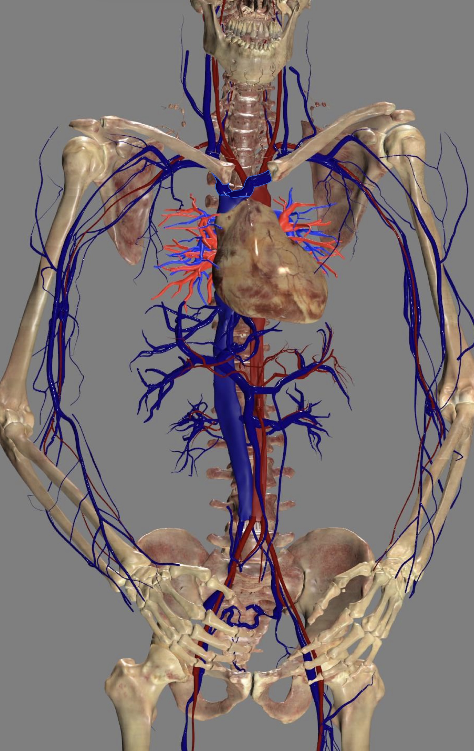 <ul><li><p>superior vena cava</p></li></ul><p></p>