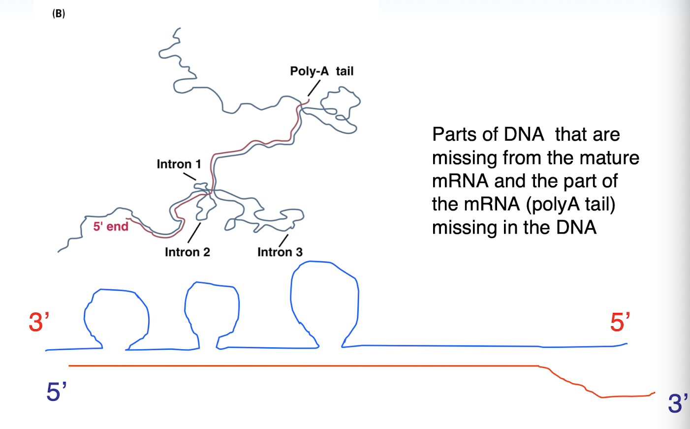 <p>RNA molecules possessing a well defined tertiary structure that enables it to catalyze the chemical reaction in RNA splicing</p><p>many natural ribozymes catalyze either the hydrolysis of one of their own phosphodiester bonds or the hydrolysis of bonds in other RNAs</p>