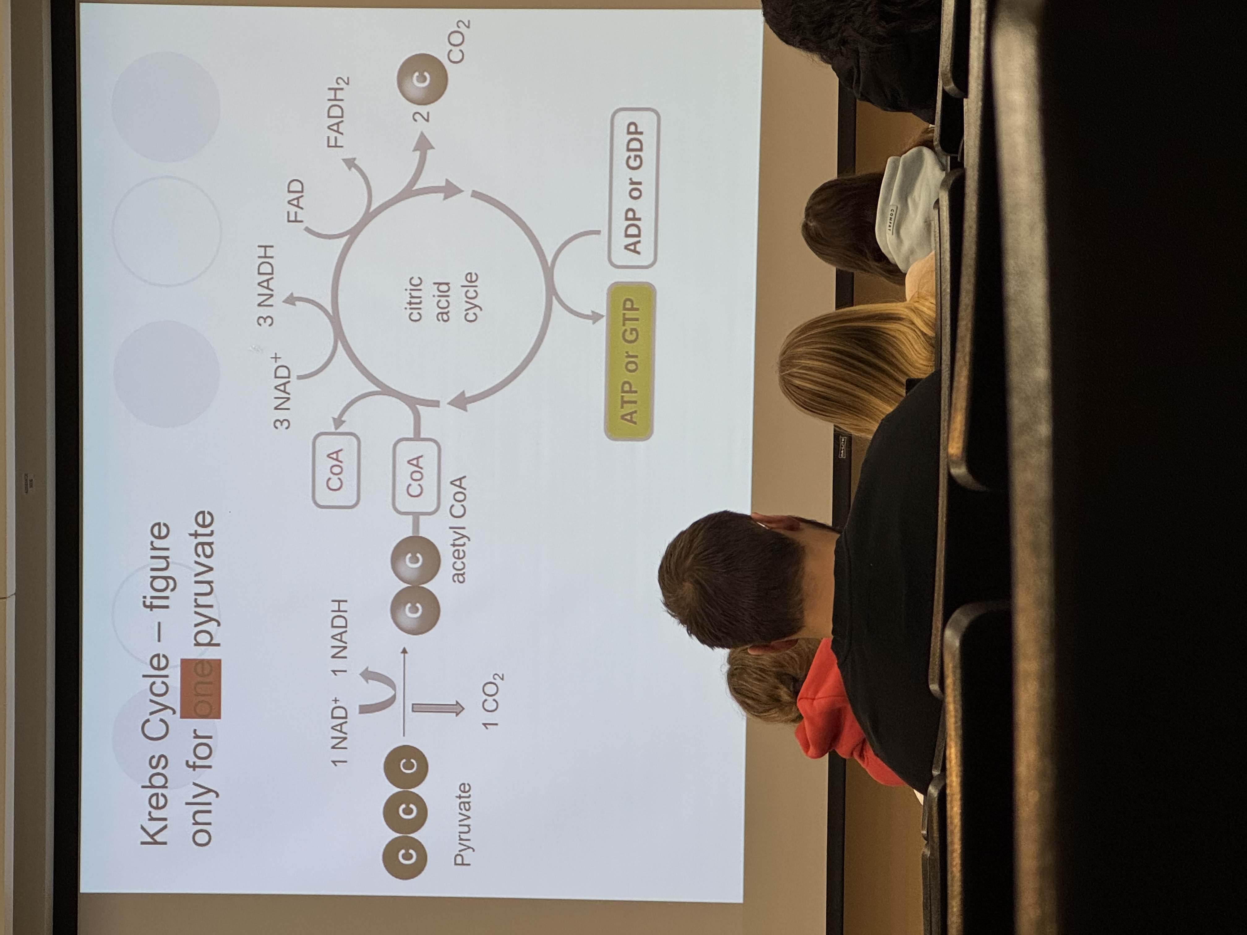 <p>In Krebs cycle</p>