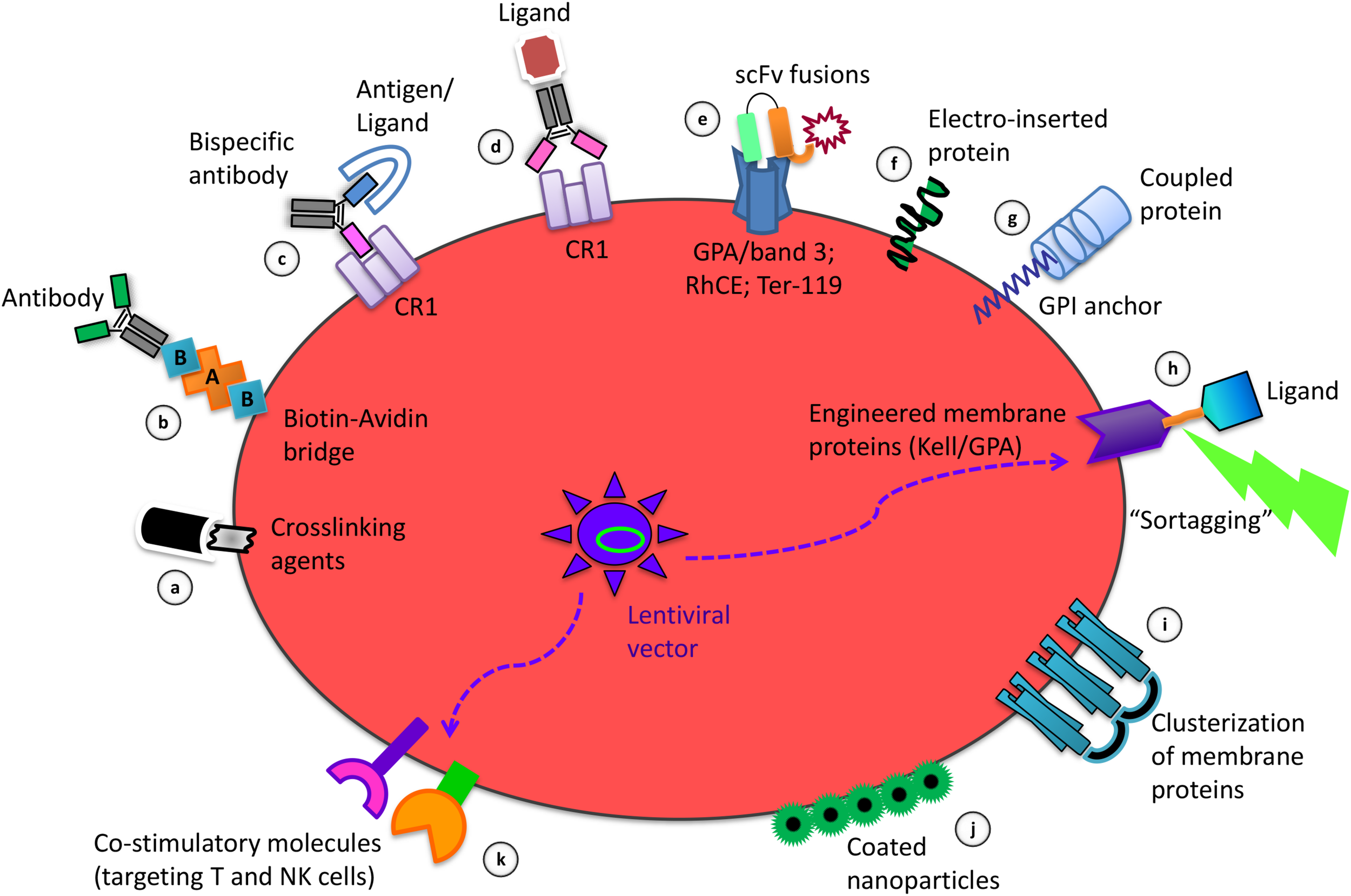 <p>RBC ions</p>