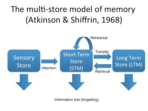 <p>What are the components of the working memory model?</p>