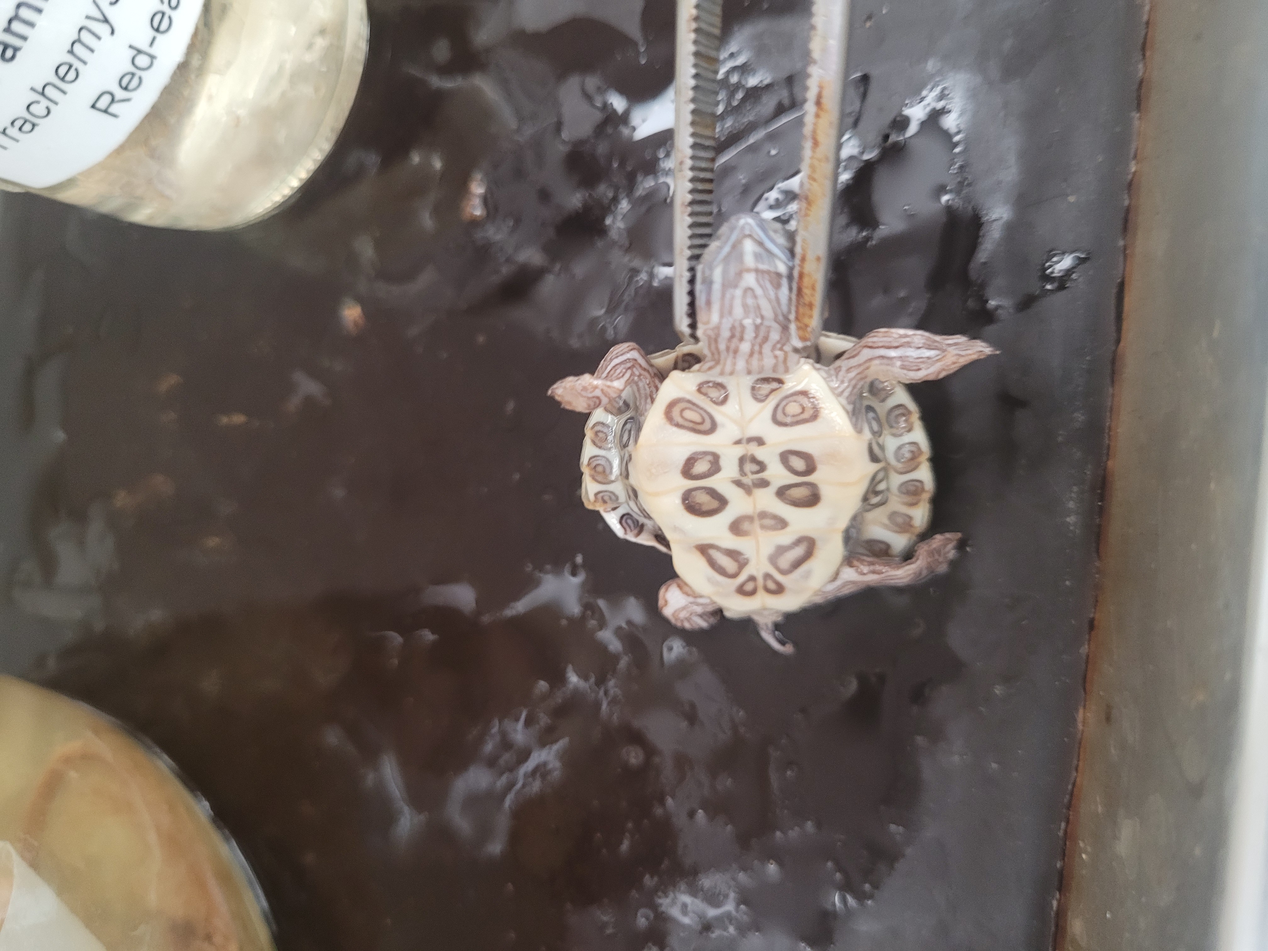 <p>What species is this</p>