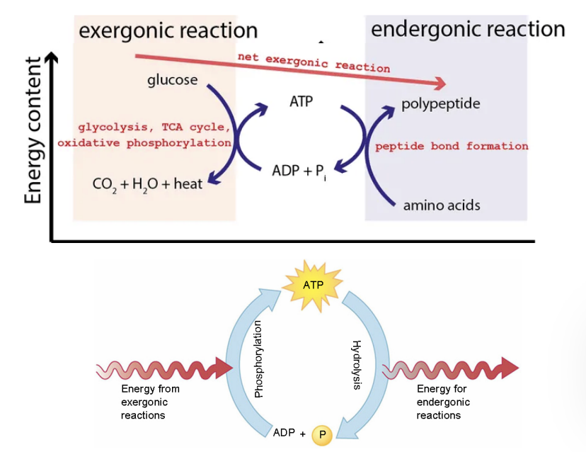 <p><span><span>the use of energy released from an exergonic reaction to drive an endergonic reaction</span></span></p>