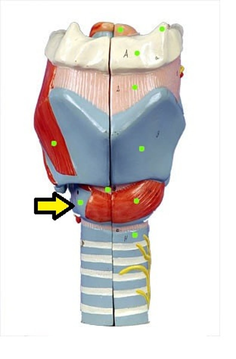 <p>A firm ridge of cartilage that forms the lower part of the larynx.</p>