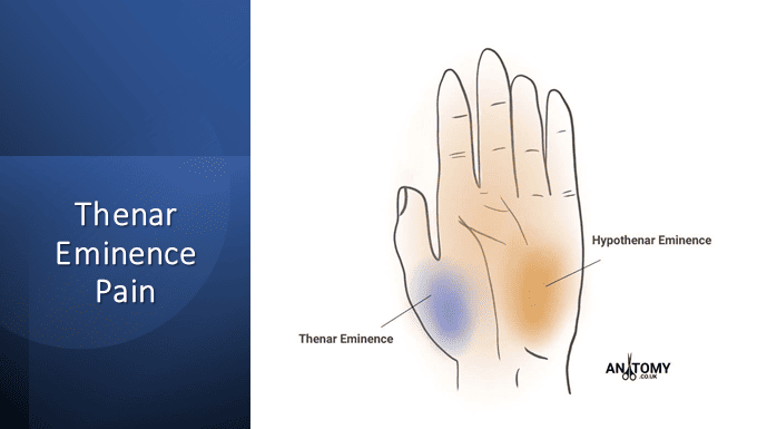 <p>what movements do the hand eminances control?</p>