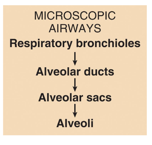 <p>when conducting zone ends at termina branchioles, respiratory zone begins, which then terminates at the alveoli (“air sacs” found within the lungs)</p>