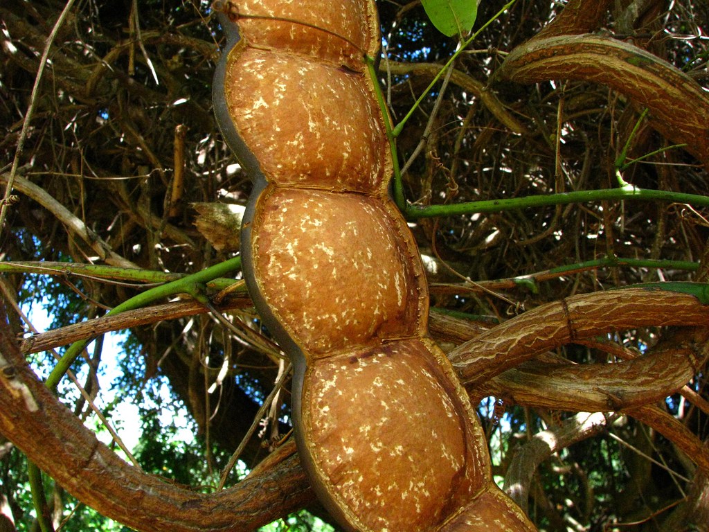 <p><strong>Common Name</strong>: <span style="background-color: transparent; font-family: "Helvetica Neue", sans-serif;">Gugo, St. Thomas bean</span></p><p><strong>Parts Used</strong>: <span style="background-color: transparent; font-family: "Helvetica Neue", sans-serif;">Bark, seeds</span></p><p><strong>Use/s</strong>: Herbal shampoo, abdominal pain, granular swelling<span style="background-color: transparent; font-family: "Helvetica Neue", sans-serif;">; antioxidant, anti-stress</span></p><p><strong>Major Metabolites</strong>: <strong><u>Triterpenoid saponins</u></strong>; flavonoids, tannins, glycosides</p>