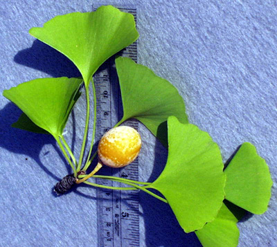 <p>scientific name</p>