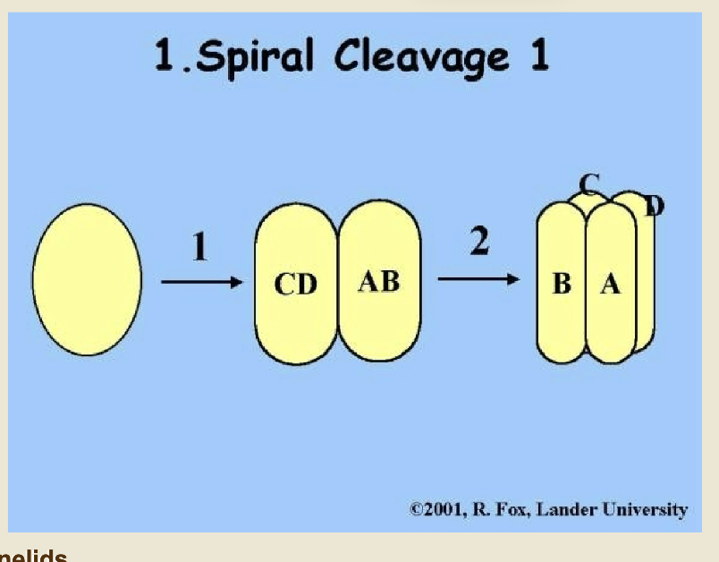 <p>spiral cleavage info car flip for more </p>