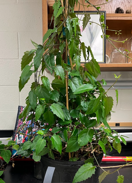 <ul><li><p>orange flower</p></li><li><p>alternate arrangement</p></li><li><p>serrated leaf</p></li></ul><p></p>