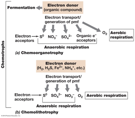 <p>donors: H2, H2S, Fe<sup>2+</sup>, NH4+, etc.</p><p>acceptors: S<sup>0</sup>, SO4<sup>2-</sup>, NO3-, O2</p>