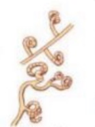 <p>What streptomyces spore-bearing structure is this?</p>