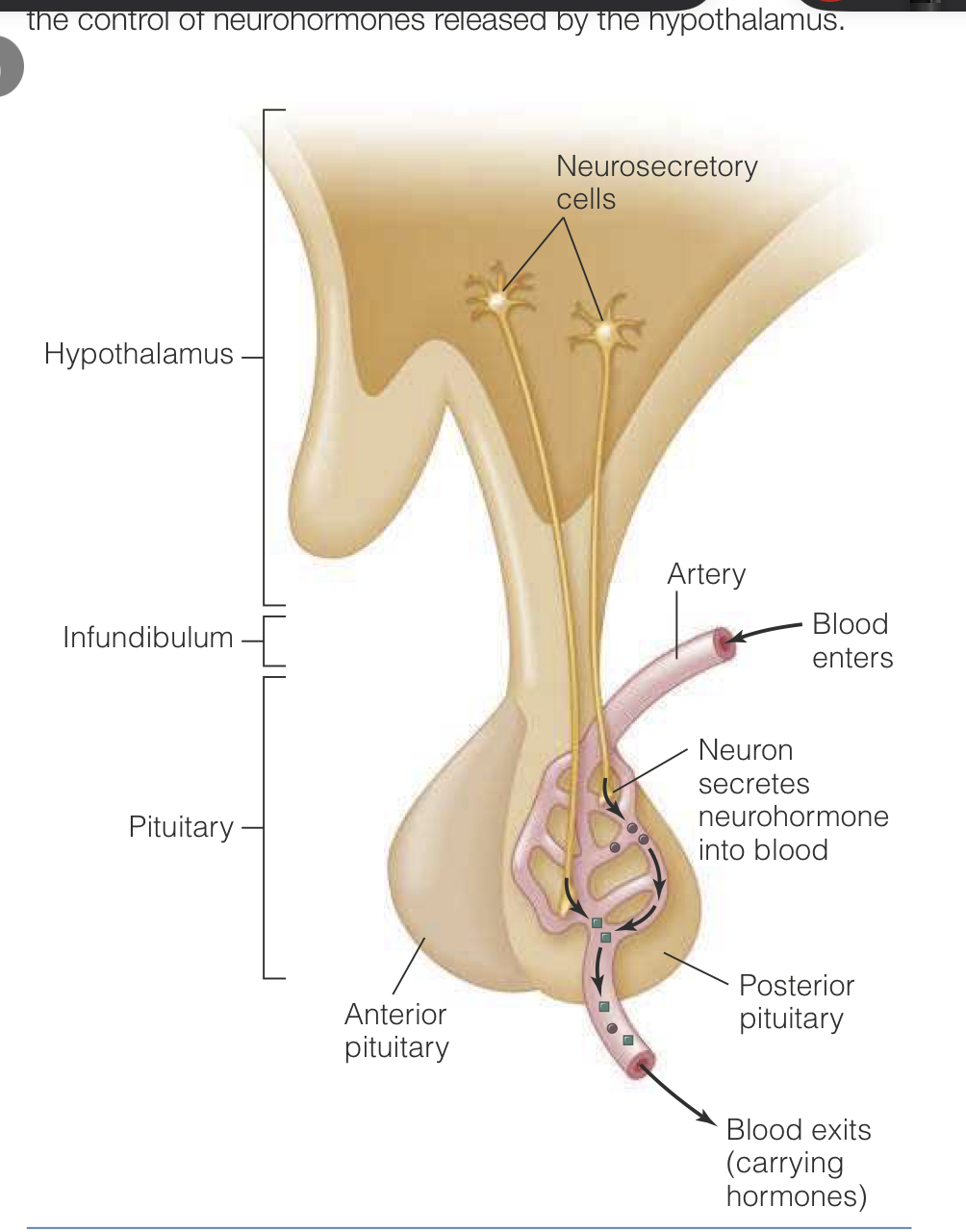 <p>For the posterior pituitary, it is a first-order endocrine loop, as the neurons from the hypothalamus extend all the way to the posterior pituitary and release neurohormones into the blood vessels surrounding the posterior pituitary. </p><p>Posterior pituitary technically releases these hormones into circulation but in reality, they are directly from the hypothalamus via a physical neural connection.</p>
