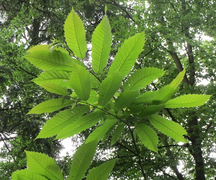 <p>Large, deciduous, broad-rounded to spreading crown. 4-10” long with sharply toothed margins; prominent parallel veins ending at each tooth. Glossy dark green above. Spiny green burns to 3” wide, splitting open in autumn to reveal 1-3 flossy brown edible nuts. </p>