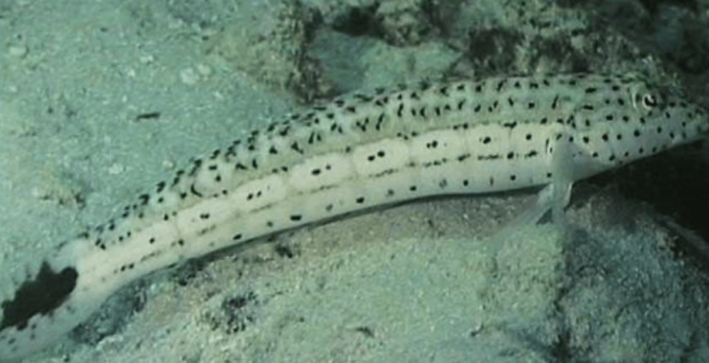 <p>Parapercis millipunctata</p>