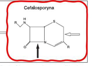 <p>sa to półsyntetyczne pochodne kwasu 7-aminocefalosporynowego</p>