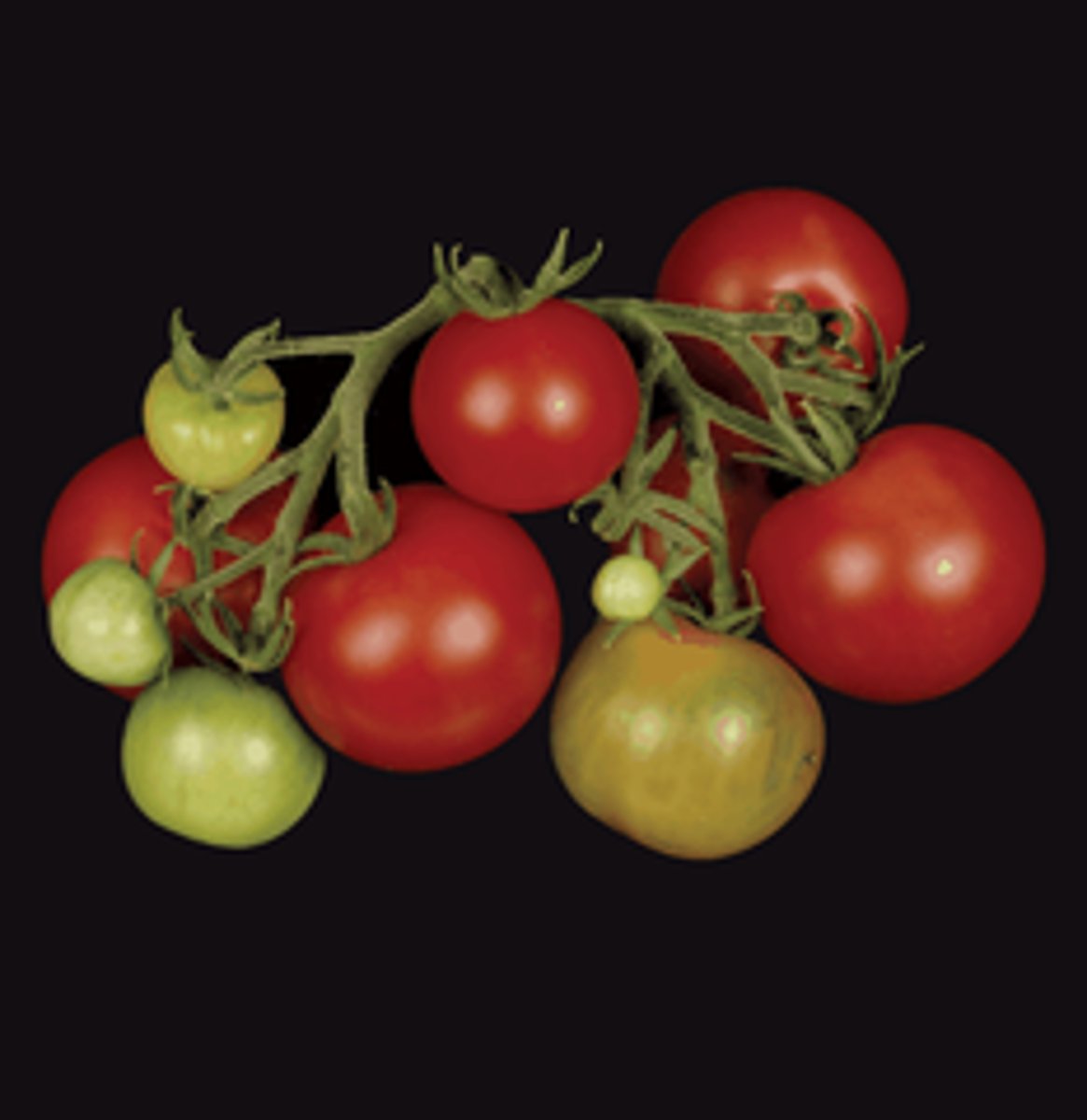 <p>Pigments in plants that absorb light energy and protect chlorophyll from damage.</p>
