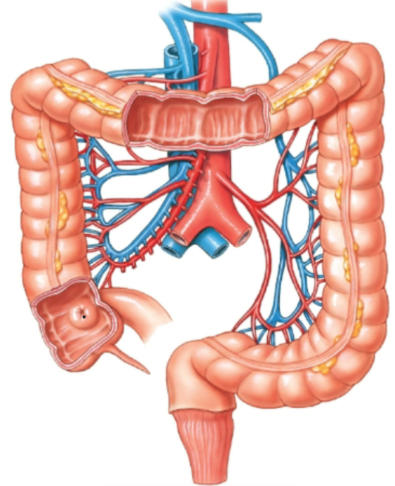 knowt flashcard image
