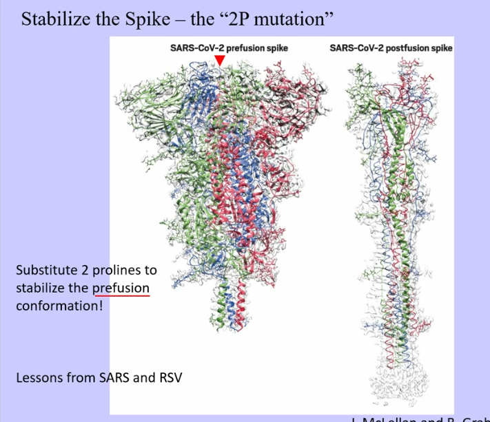 <ul><li><p>RNA less stable than DNA </p></li><li><p>RNAses → degrade RNA and present all over the body</p></li><li><p>first approved against SARS-CoV-2 </p></li><li><p>Vaccine development → normally prolonged process, but took 8 months to develop SARS-CoV-2 vaccination </p><ul><li><p>two mutations in prefusion conformation (prevented spike from springing away to postfusion form) </p></li></ul></li></ul><p></p>