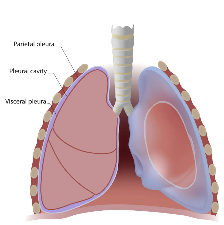 <p>Pleural cavity (space) </p>