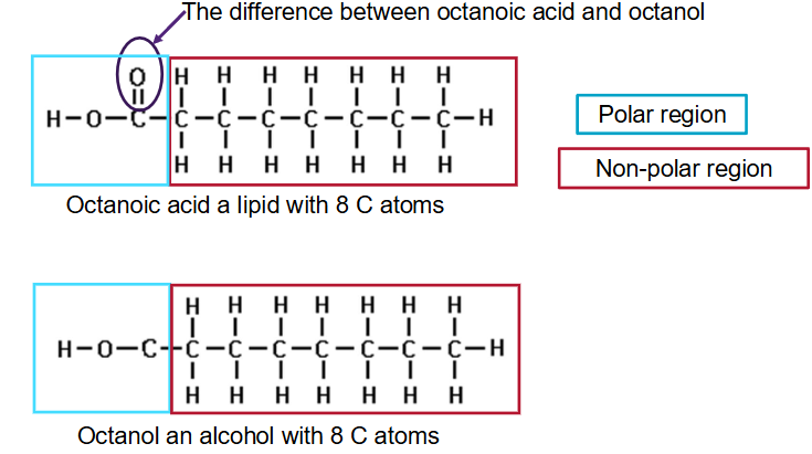 <ul><li><p><span>Structure of octanol is very similar to the lipid octanoic acid and they share many physico-chemical properties</span></p></li><li><p><span>The octanol – water partition coefficient is used as a</span><br><span>surrogate for lipid – water</span></p></li></ul><p></p>