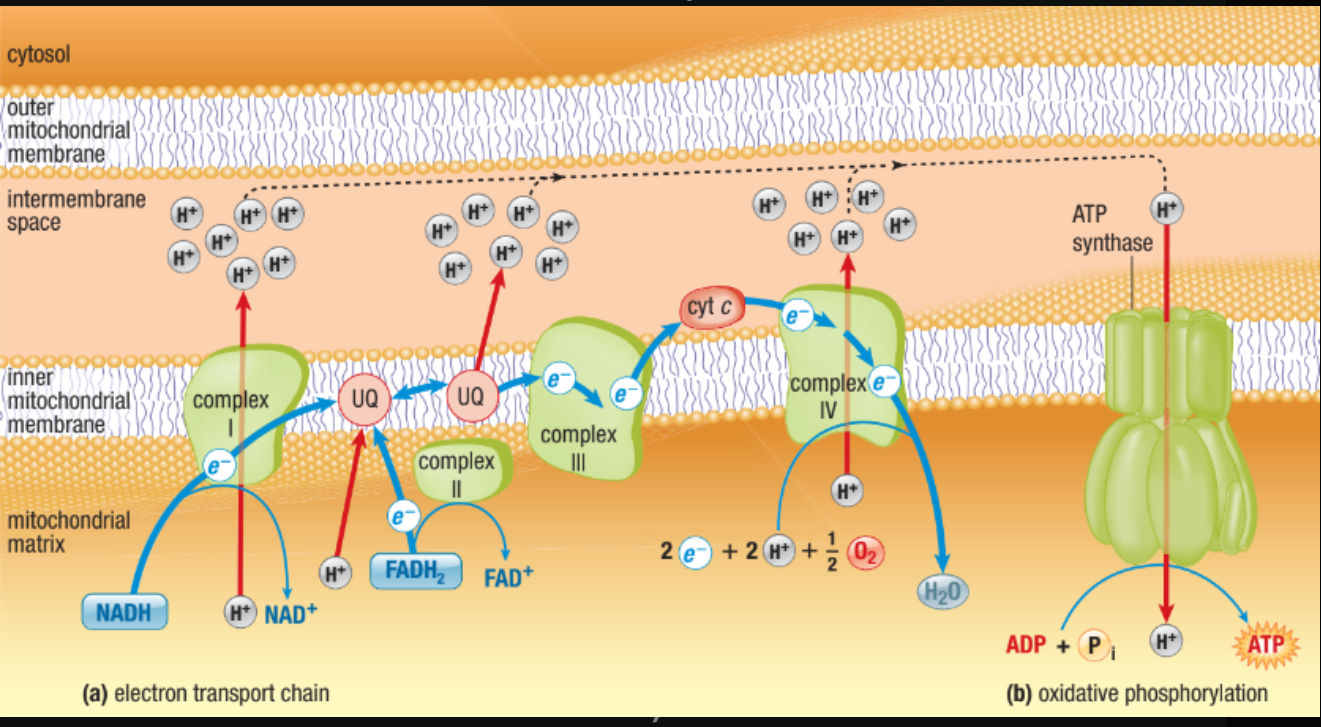 <ul><li><p>Because the ETC is constantly pumping H+ ions into the narrow intermembrane space, that area becomes highly concentrated with positive charges.</p></li><li><p>This creates a <strong>proton-motive force</strong>.</p></li><li><p>The ions desperately want to diffuse back into the matrix (where the concentration is lower), but they cannot pass through the phospholipid bilayer because they are charged.</p></li><li><p>Since the H+ ions are trapped, they have only one "doorway" back into the matrix: a specialized protein called <strong>ATP Synthase</strong>.</p><ul><li><p><strong>The Turbine:</strong> As H+ ions flow through ATP synthase, they cause the protein to spin like a water wheel or a turbine.</p></li><li><p><strong>The Payoff:</strong> This mechanical spinning energy is used to capture an inorganic phosphate and attach it to <strong>ADP</strong>, creating <strong>ATP</strong>.</p></li></ul></li></ul><p></p>