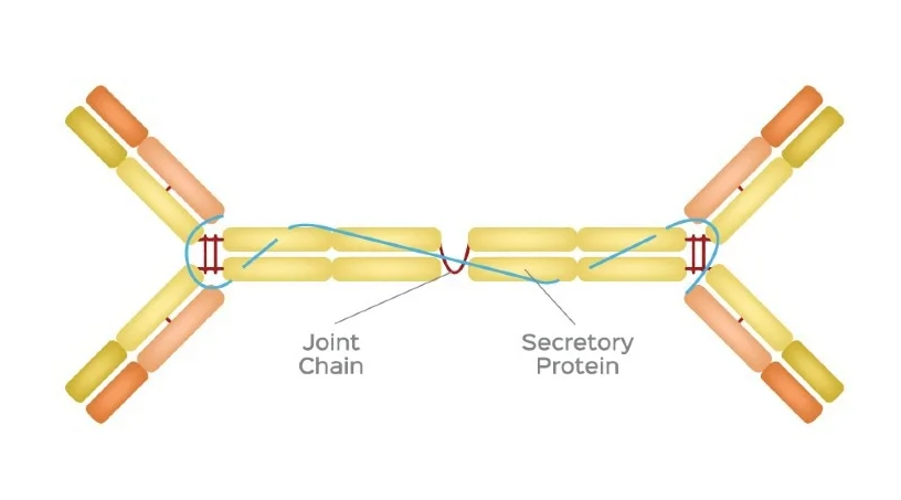 <p>What type of antibody is this?</p>