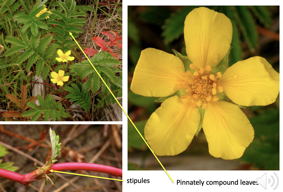 <p>Rosaceae</p>