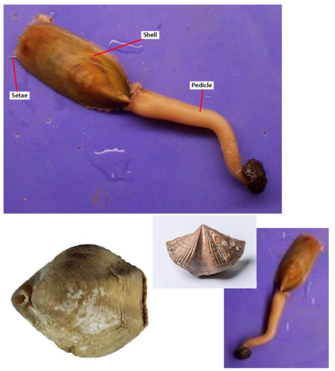 <p><span style="background-color: transparent;">a. To what phylum do these organisms or structures belong?&nbsp;</span></p><p><span style="background-color: transparent;">b. What groups of organisms are included in this taxon?&nbsp;</span></p><p><span style="background-color: transparent;">c. What structures are characteristic for these organisms?&nbsp;</span></p><p><span style="background-color: transparent;">d. Can you identify the pedicle aperture?</span></p>