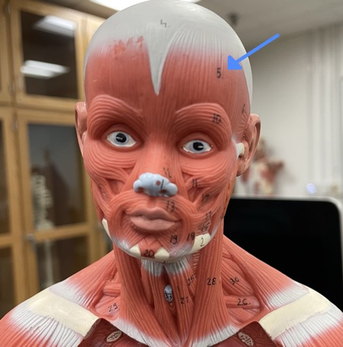 <p>frontal belly </p><p>origin:</p><p>insertion: </p><p>action: </p>