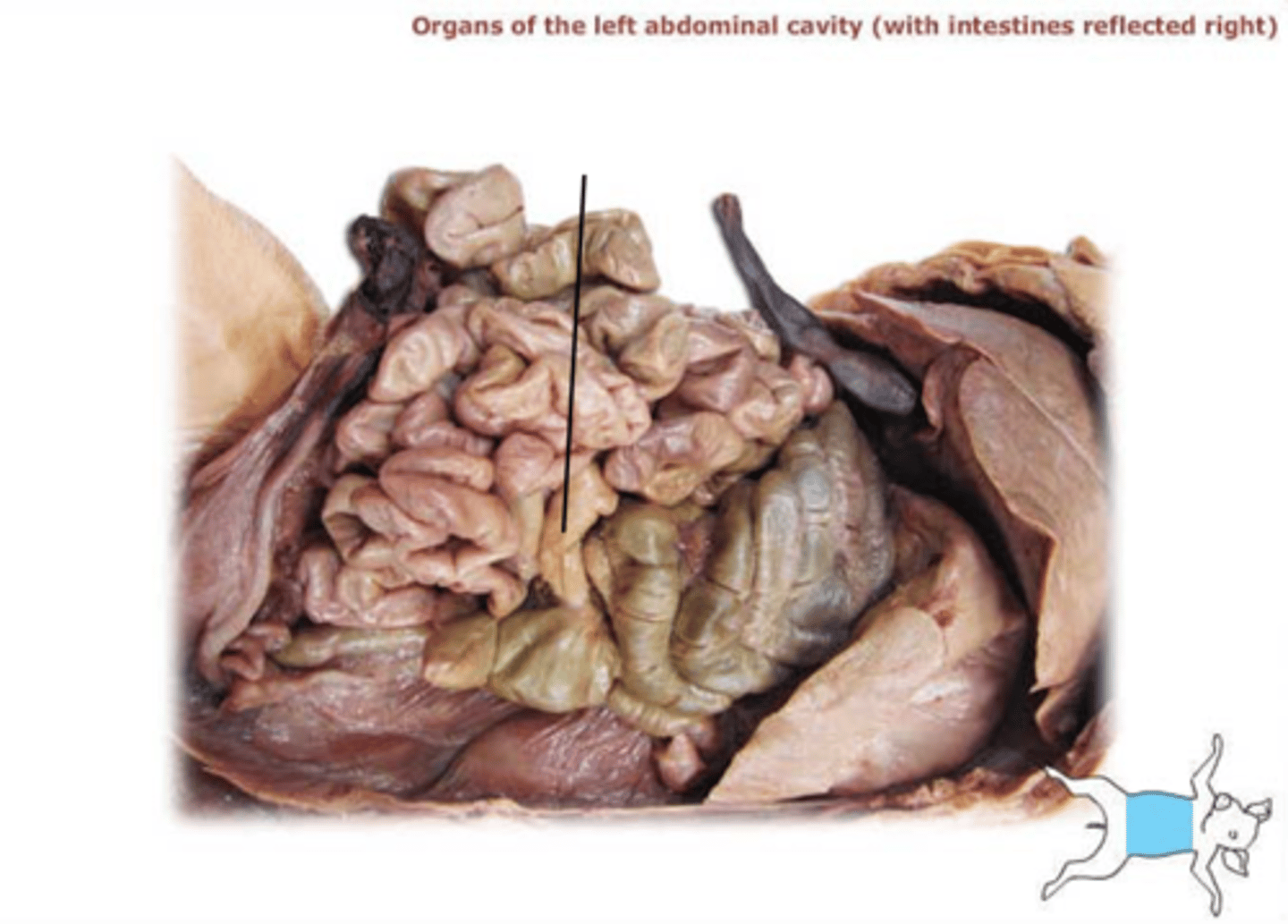 <p>third part of the small intestine</p>