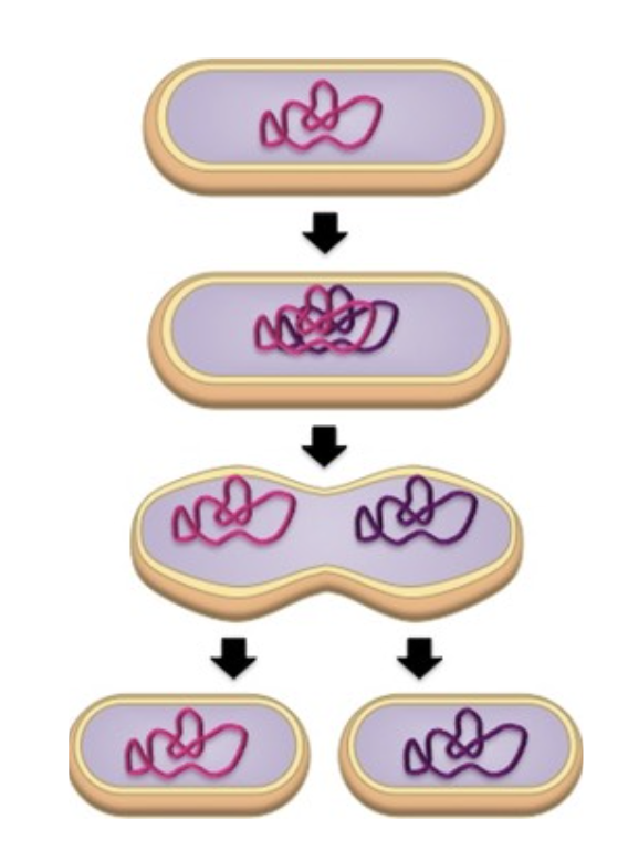 <ol><li><p><span style="background-color: transparent;">circular chromosome (1) <strong>replicates</strong> and the copies <strong>attach</strong> to the cell membrane. plasmids also replicate.</span></p></li></ol><ol><li><p><span style="background-color: transparent;">the cell begins to grow.</span></p></li><li><p><span style="background-color: transparent;">the cell continues to grow, <strong>elongating</strong> further.</span></p></li><li><p><span style="background-color: transparent;">the cell membrane + wall pinches inwards (septum) to divide the cell into two. (cytokenesis)</span></p></li><li><p><span style="background-color: transparent;">two <strong>daughter</strong> <strong>cells</strong> are produced, each <strong>genetically</strong> <strong>identical</strong> to each other and the original cell</span></p></li></ol><p></p>