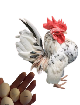 <ul><li><p>bantam(small chicken), exotic/ornamental</p></li><li><p>Kelantan, ,Malaysia</p></li><li><p>The world’s smallest chicken, up right posture, proud chest, friendly temperament, popular as pet due to its gentle and confident behavior.</p></li></ul><p></p>