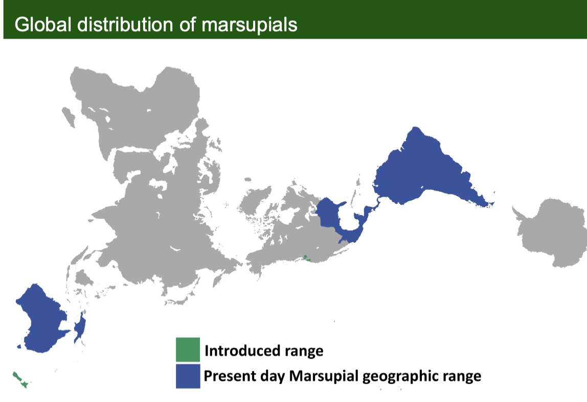 <p>Displays the present-day geographic range of marsupials, primarily in Australia and South America, as well as introduced ranges </p>