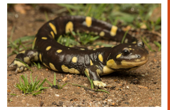 <p>name this animal</p>
