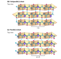 <p>have weaker hydrogen bonds laterally between adjacent strands (since they're bent).</p>