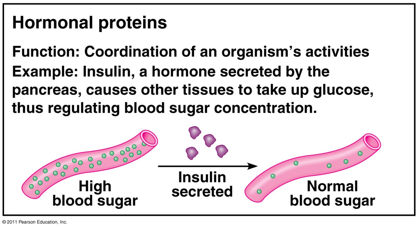 <p>Function: Coordination of an organism’s activities</p><p>Example: Insulin, a hormone secreted by the pancreas, causesother tissues to take up glucose thus regulating blood sugar concentration. </p>