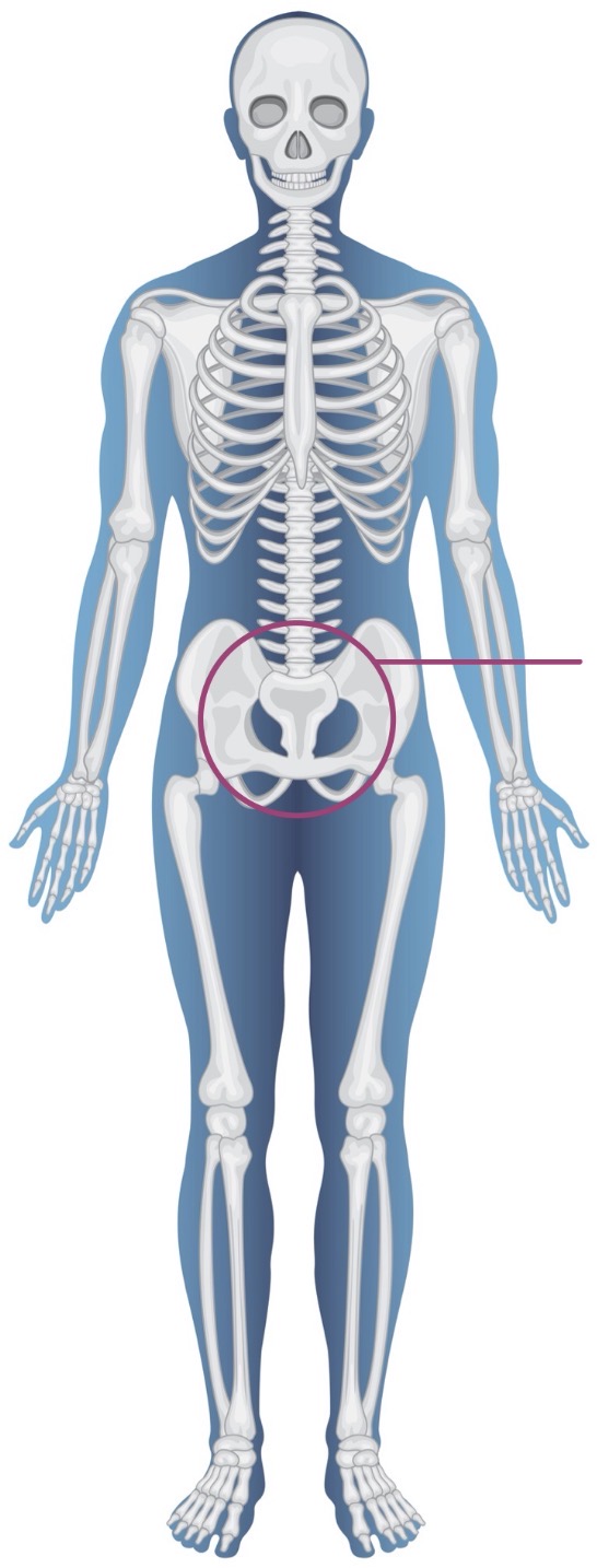 <p><strong>Name of bone + Type of bone</strong></p>