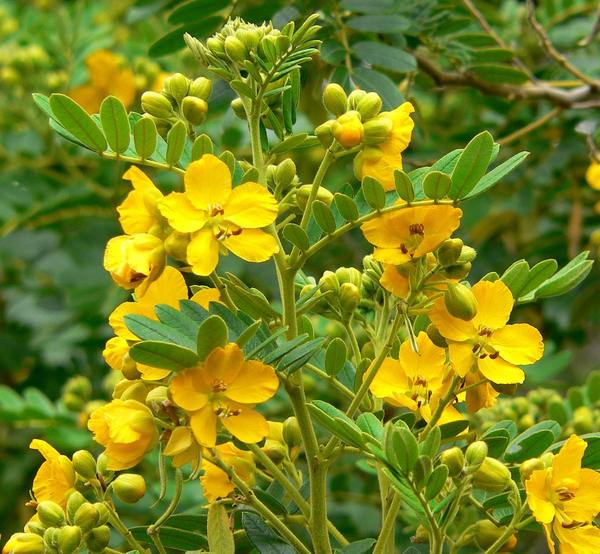 <p>نام علمی : Cassia alexandrina</p><p>نام فارسی : گیاه سنا</p><p>خانواده : Fabaceae</p><p>میوه : لگوم کوچک</p><p>اندام دارویی : گل، میوه، برگ بیشتر از همه</p><p>داروی موجود در بازار : قرص سیلاکس-شربت های مسهل </p><p>کاربرد دارویی : مسهل، نه ملین!! </p><p>عوارض گیاه : نفخ و دلپیچه شدید، در صورت مصرف زیاد درد های قولنجی ایجاد میشود، ملانوزیس کولای (پیگمانتاسیون موکوس کولون)</p><p>این عارضه خطرناک و برگشت ناپذیر است؟ خیر</p><p>ترکیب موثره : ترکیبات دی آنتراکینونی به نام سنوزید</p><p>شدت اثر کمتر از صبر زرد</p><p>سایر گیاهان دارای آنتراکینون:</p><p>Aloe</p><p>rhubarb</p>