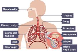 <p>Larynx, trachea (wind pipe), C-shaped rings of cartilage, left and right lung, external and internal intercostal muscles, bronchus, bronchioles, alveoli, ribs, diaphragm, pleural membranes, pleural cavity fluid, sternum</p>