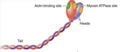 <p>ATPase site, actin binding site</p>