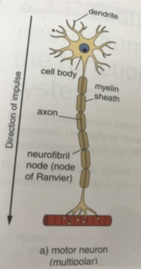 <p>Motor neuron structure</p>
