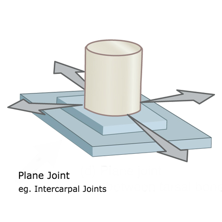 <p>gliding joints</p>