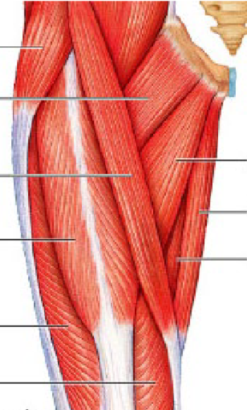 <p>sartorius</p>