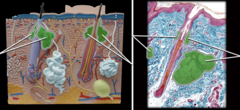 <p>oil glands</p>
