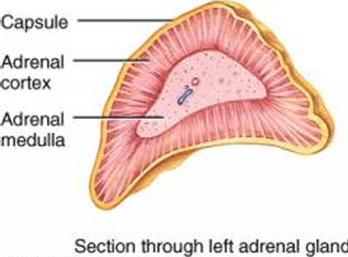 <p>Adrenal medulla Secretes:</p><ul><li><p>Adrenaline (epinephrine) –Prepares the body for reaction to a threatening situation: flight or fight responses </p></li><li><p>Noradrenaline (norepinephrine)–Similar effects to adrenaline in particular increases the rate and force of heart beat</p></li></ul><p></p>