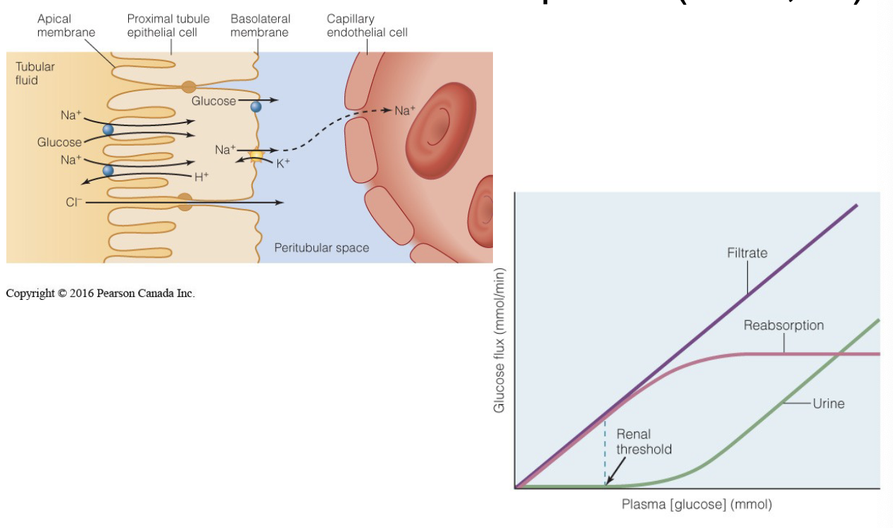 <ul><li><p>when mediated transporters become saturated (no more binding spots), reabsorption threshold is reached</p></li><li><p>filtrate above reabsorption threshold goes into urine</p></li></ul><p></p>