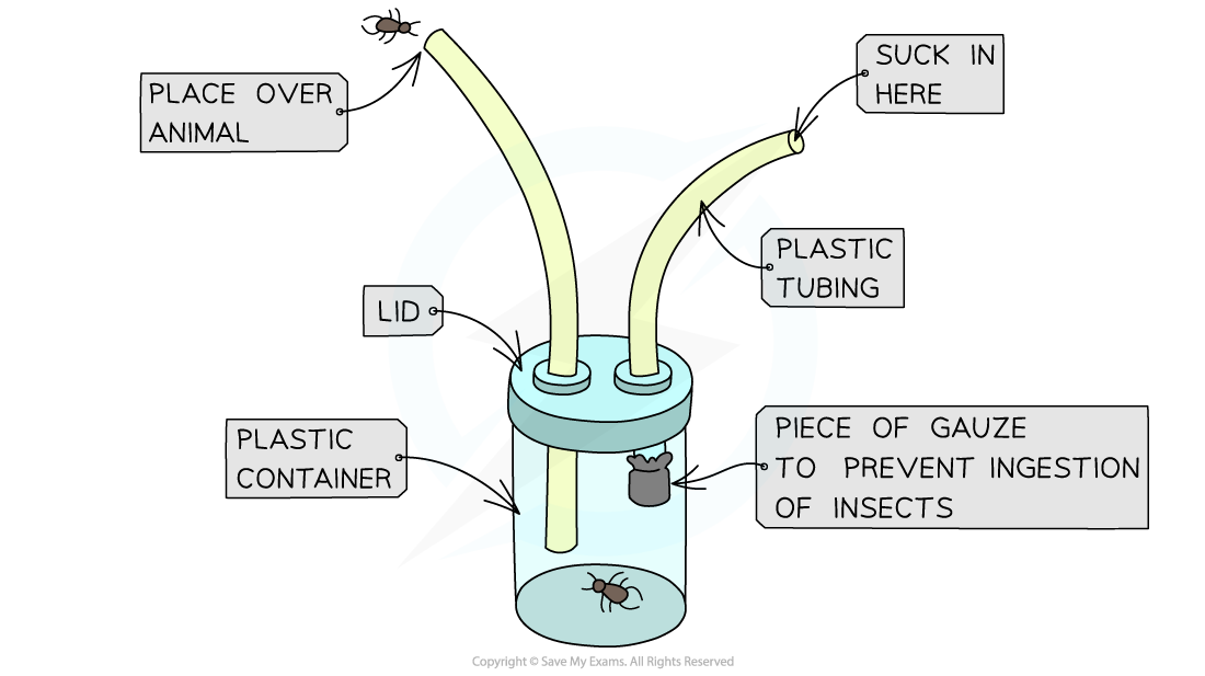 <ul><li><p>Pooters are small plastic or glass containers with two tubes extending from the lid</p></li><li><p>The tubes can be used to<strong> </strong>suck up&nbsp;small invertebrates</p><ul><li><p>The first tube is placed over the insect and the second tube is used by the scientist to create suction</p></li></ul></li><li><p>Once inside the container the sampled organisms can be easily viewed and identified</p></li></ul><p></p>
